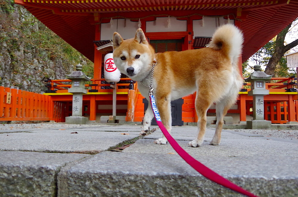 王皓统治全场，法国队惊魂险胜奥地利