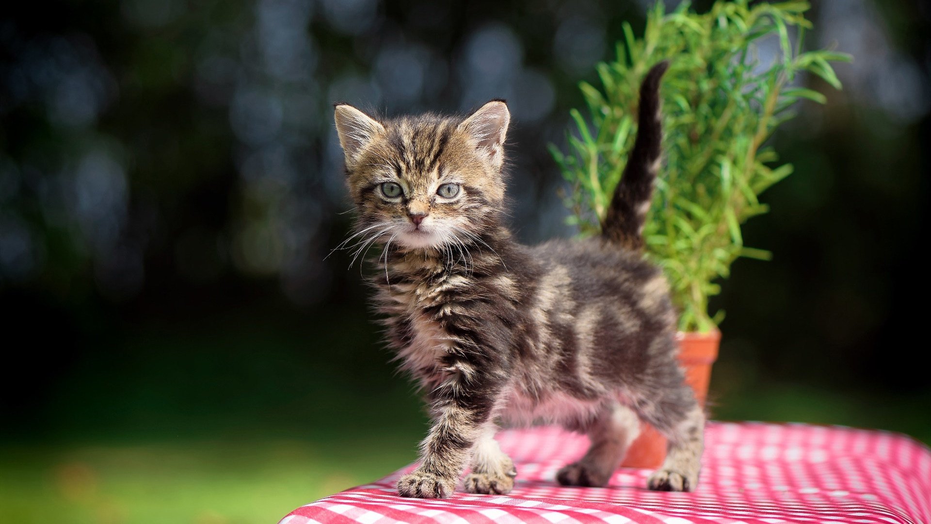 乌克兰国家队，当钢铁意志遇见银河战舰