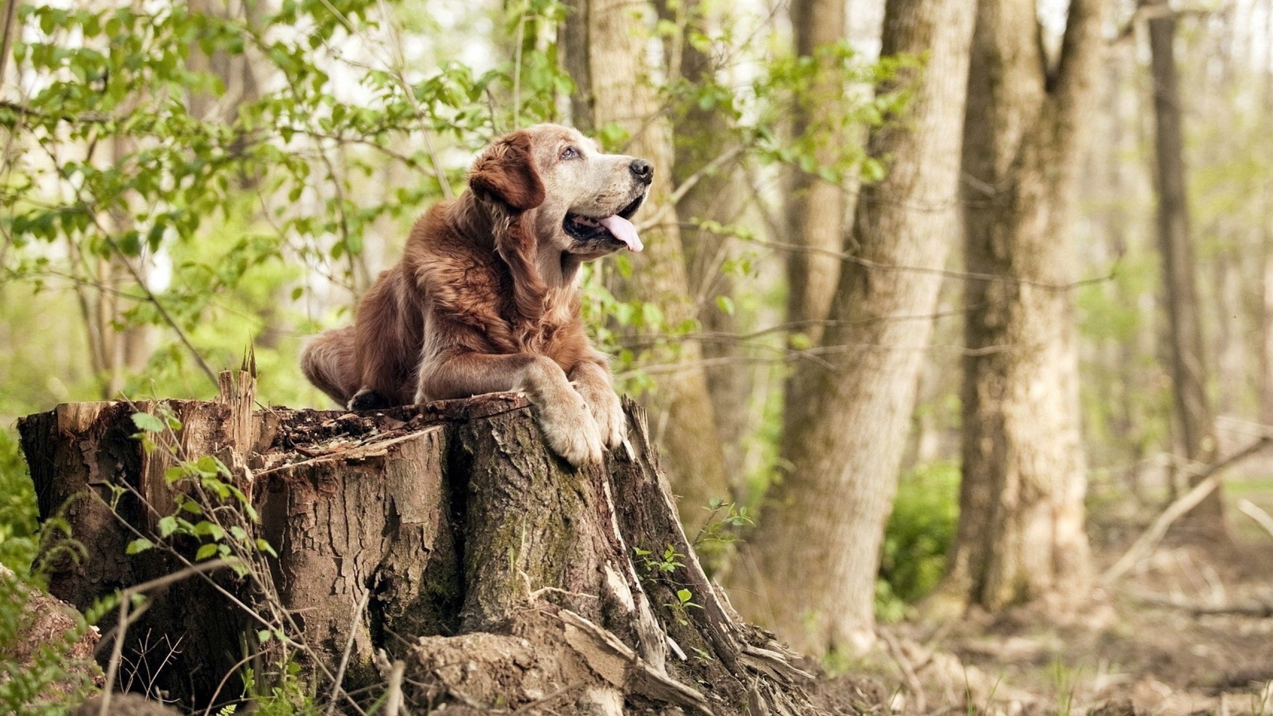灵魂交错之夜,当未来布伦森对阵新秀布伦森,赛后评分为何拉满?