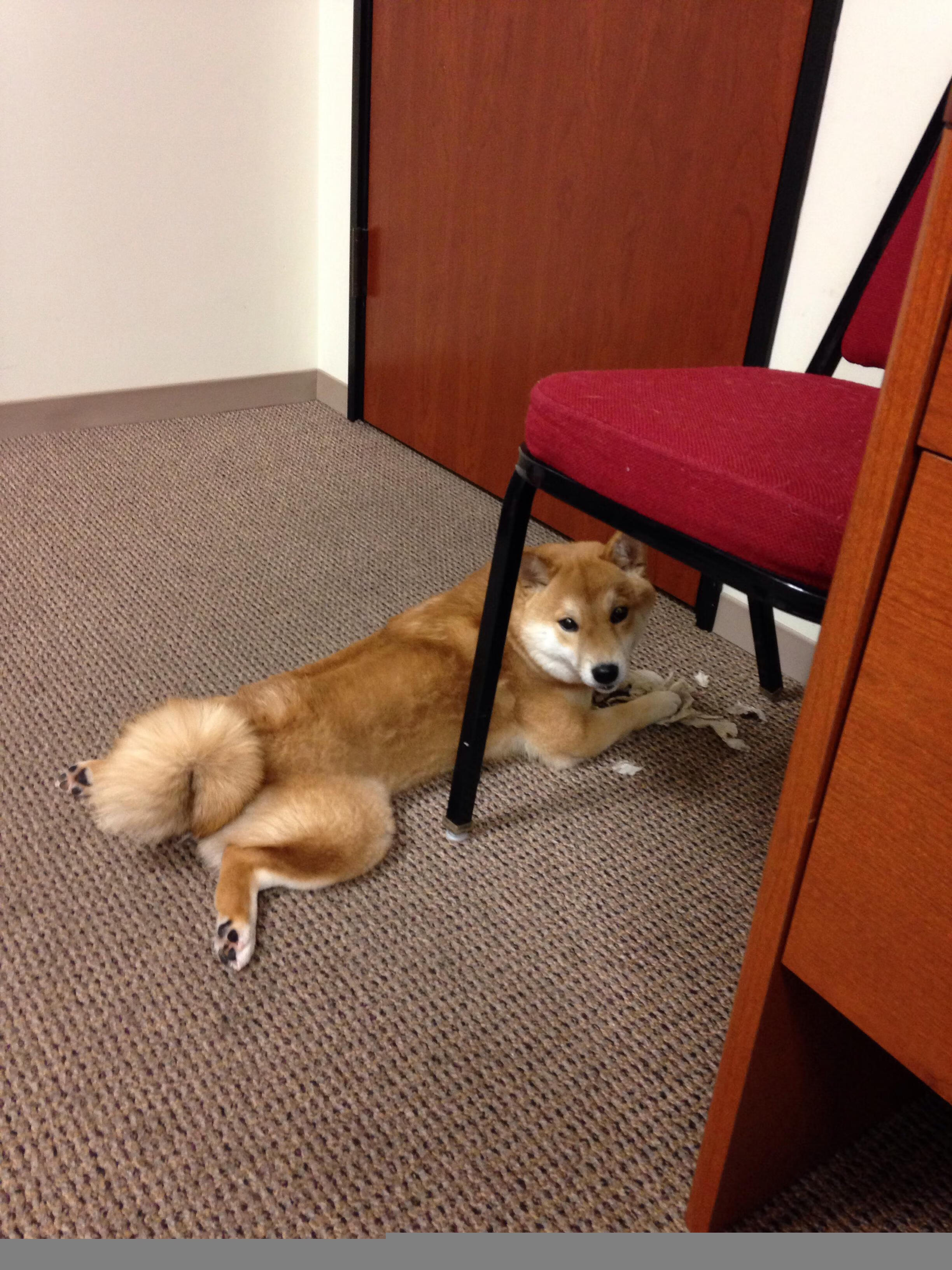 当公牛奔袭明尼苏达，戈贝尔炸裂数据背后的空洞胜利