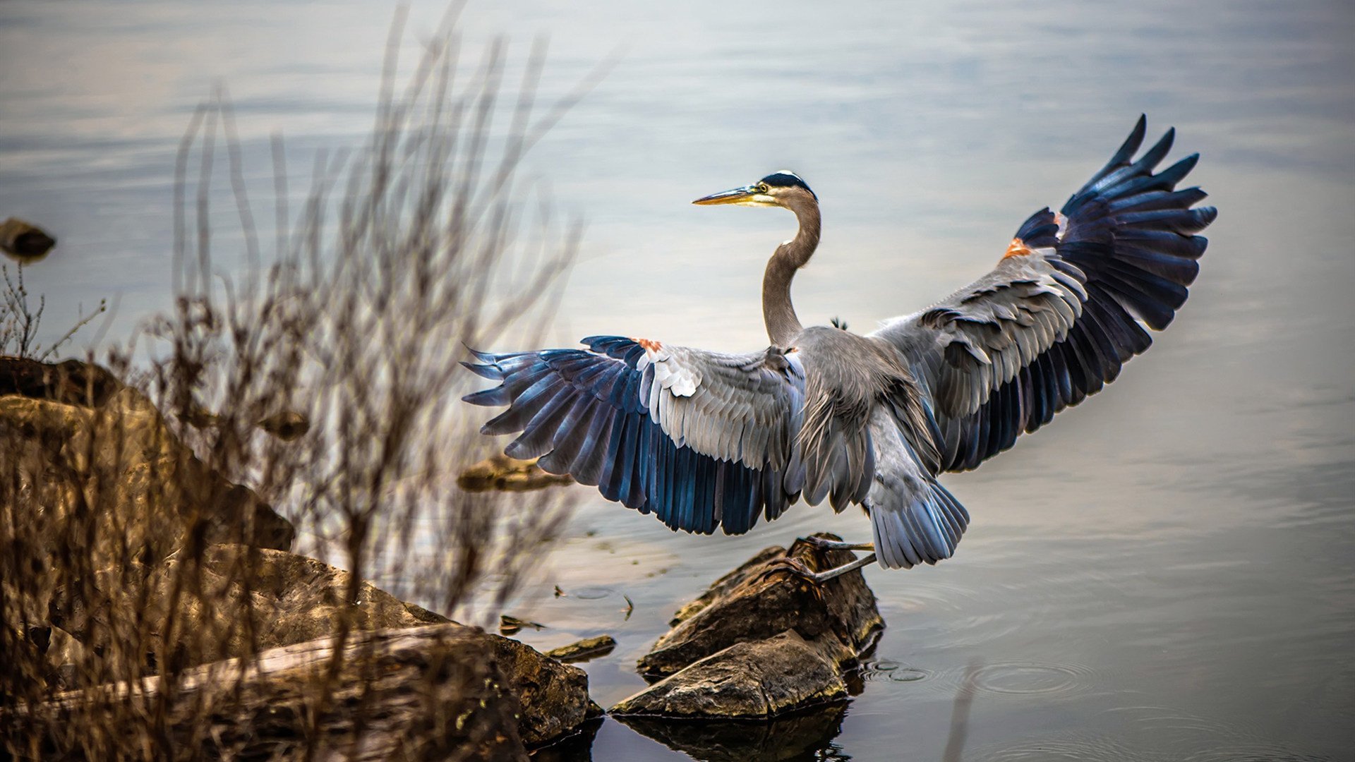缺席的统治者，当约基奇成为灰熊与雷霆之战的幽灵筹码