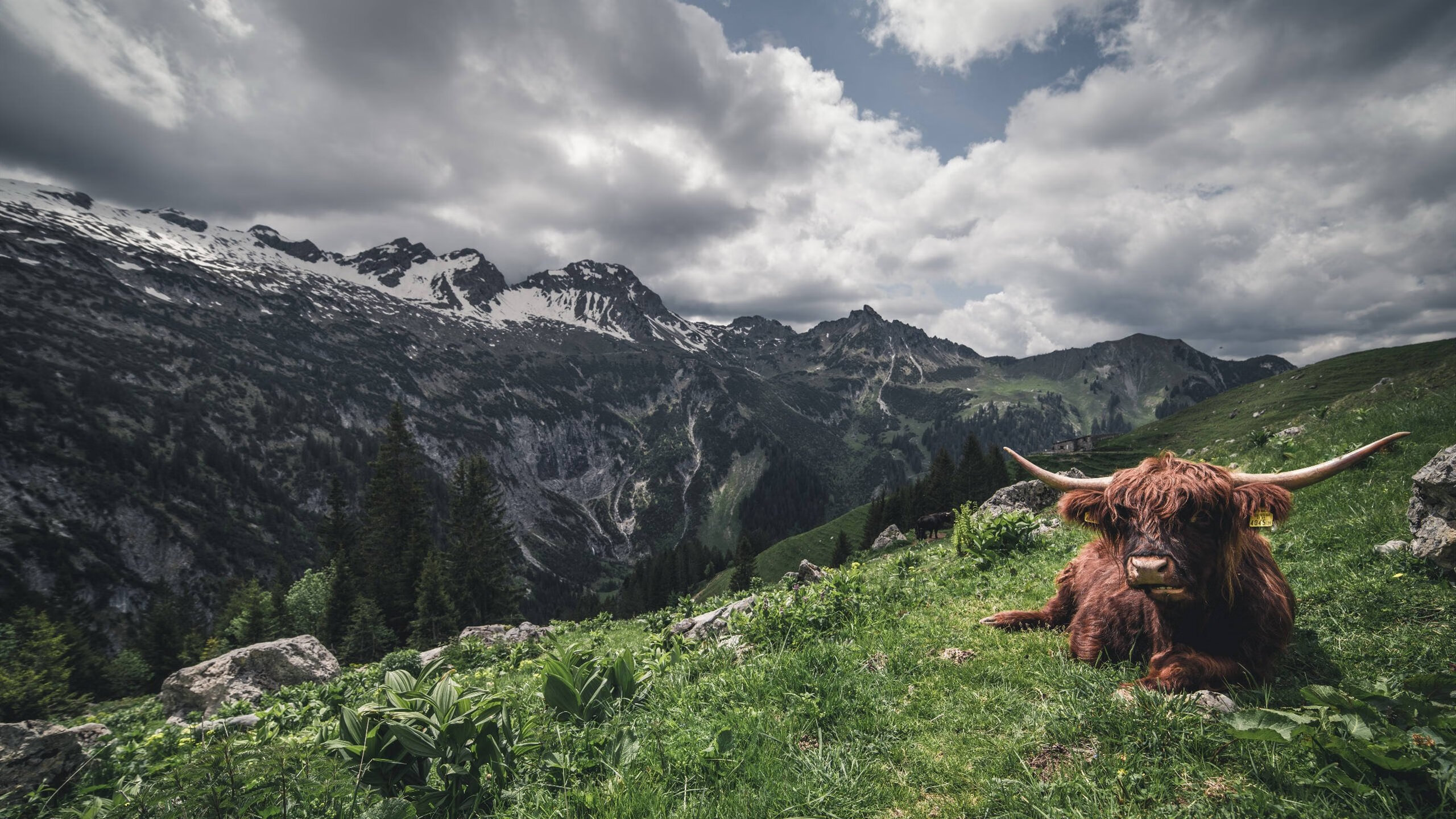 一粒进球与十一人的战争，斯通斯爆发背后，爱尔兰如何编织对瑞典的全面压制