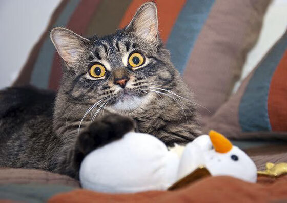 铁壁与枢纽，金玟哉如何以一己之力，让拉齐奥的压制美学臻于化境