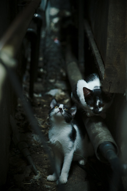 绿茵场上的大陆板块运动，规则之盾与资本之矛