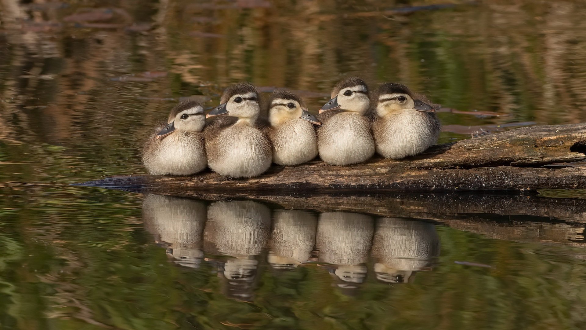 红白风暴席卷赛道，马赛掀翻北非黑马夺下年度争冠焦点战