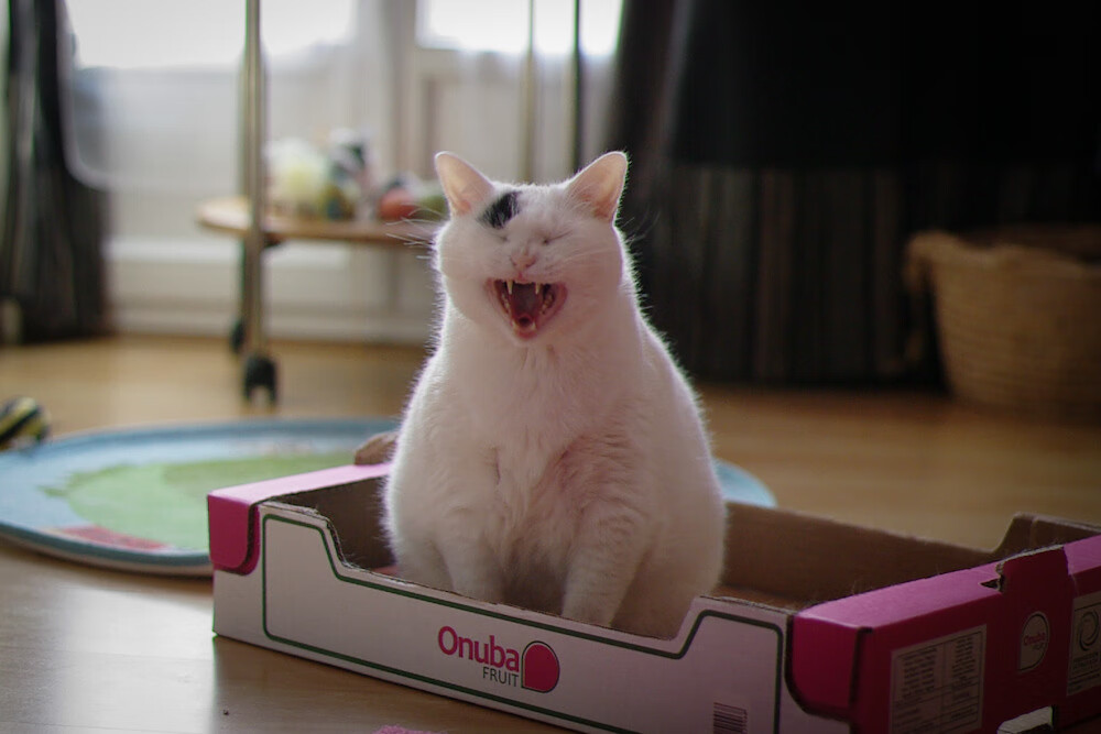 青铜军阵的裂痕，厄德高末节刺穿罗马式防线的启示