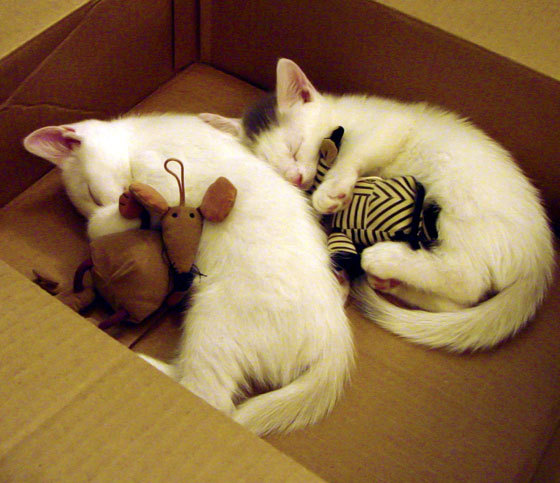 铁血收割，马竞绞杀多特，门迪三拒死神定乾坤