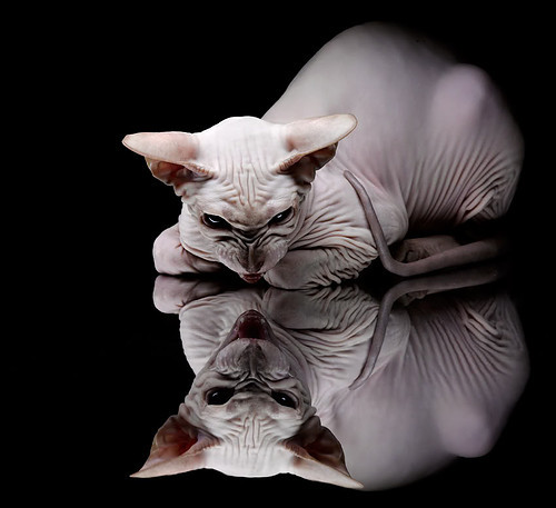 逆转之翼，塔图姆跨队救主，爵士绝境翻盘老鹰