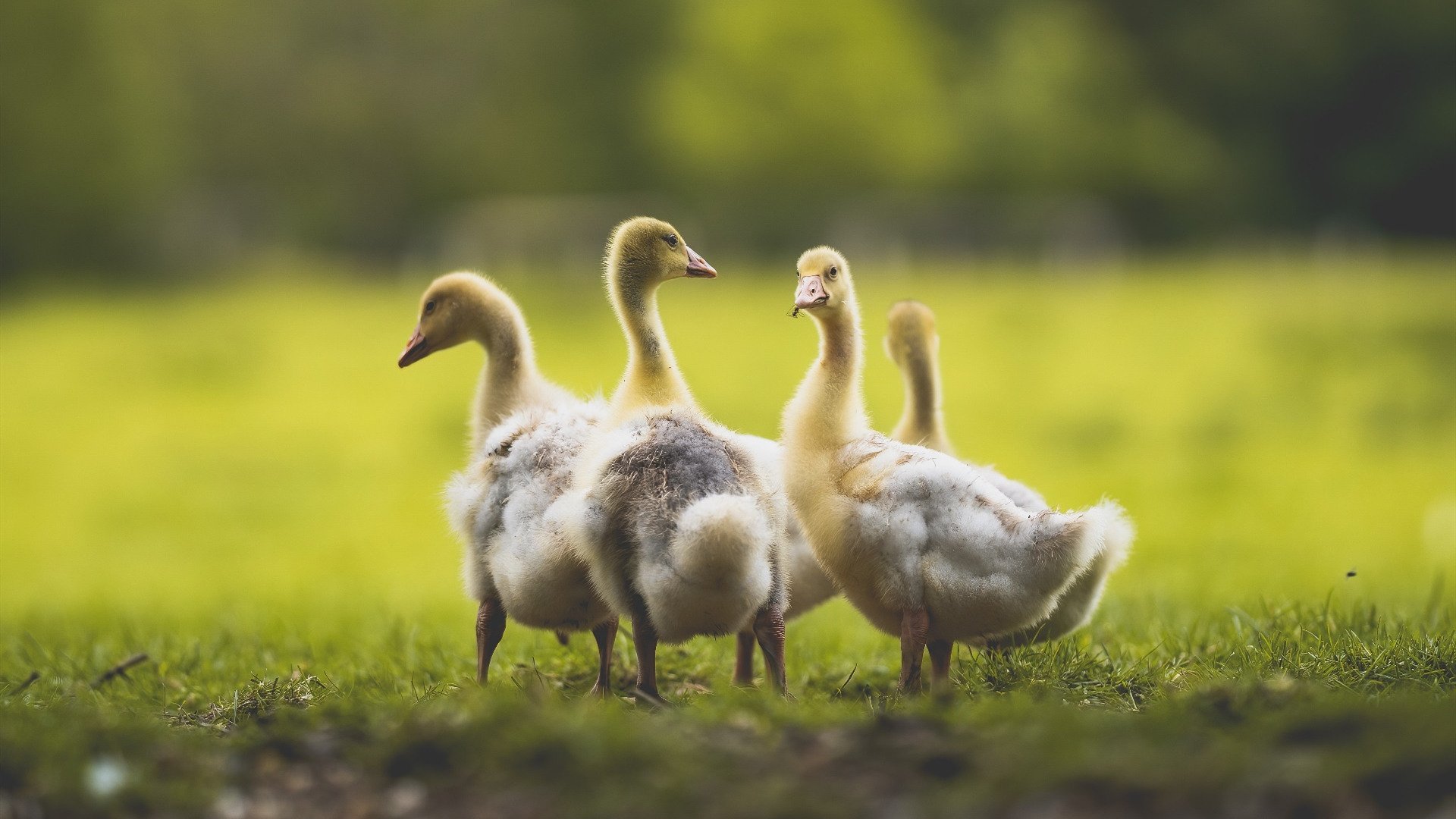 爱游戏入口-悬念终结者，罗德里单节封神，勒沃库森半场击溃伊朗防线