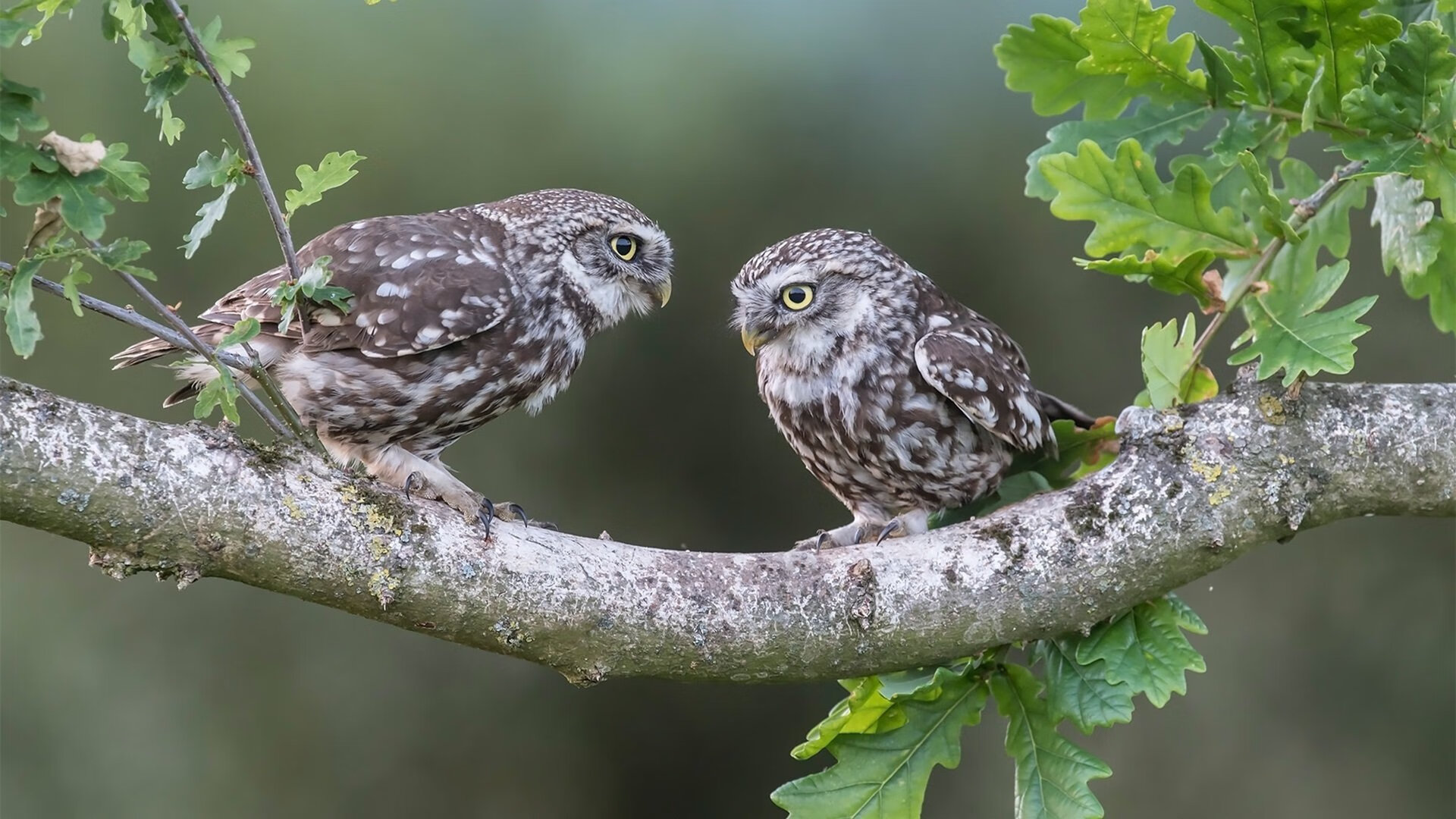 穆勒爆发导演逆转好戏,墨西哥争议性绝杀冰岛挺进争冠战