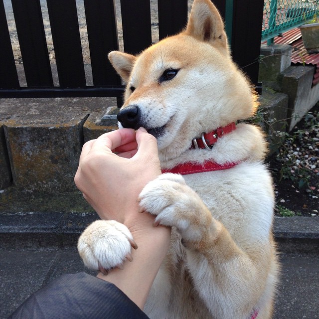 森林觉醒，当猛龙的羽翼遮断灰熊归途