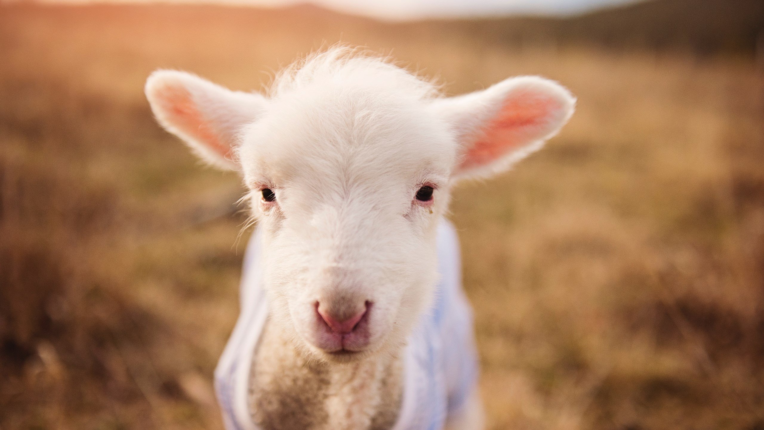 生死战魔术险胜森林狼，伦纳德关键先生定乾坤