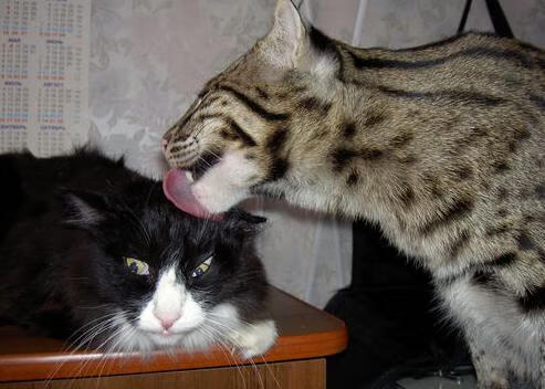 爱游戏体育-当红魔的战术魔方碾碎橙衣军团，为何闪耀的是格纳布里？