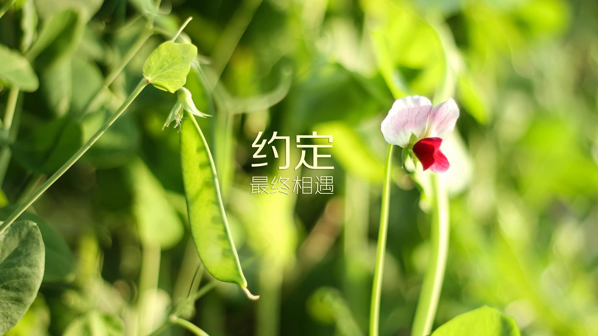 冷夜惊天,2026世界杯H组,斯洛伐克幻化铁骑踏碎桑巴王朝,巴雷拉演绎攻守转换的极致美学
